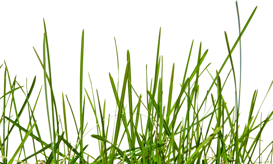 Green Grass on Transparent Background. Individual Blades of Grass